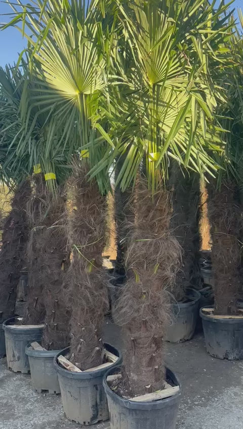 PALME TRACHYCARPUS FORTUNEI HÖHE 300CM WINTERHART -19 GRAD Stamm 150cm Direkt aus Griechenland