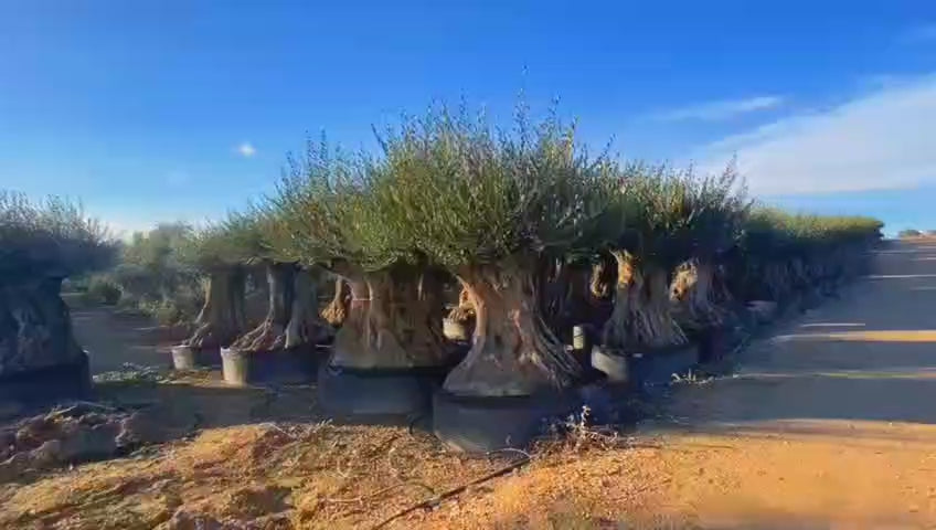 Bonsai Olivenbaum XL Olea Europaea ca. 350 Jahre Alt Premium Qualität aus Spanien