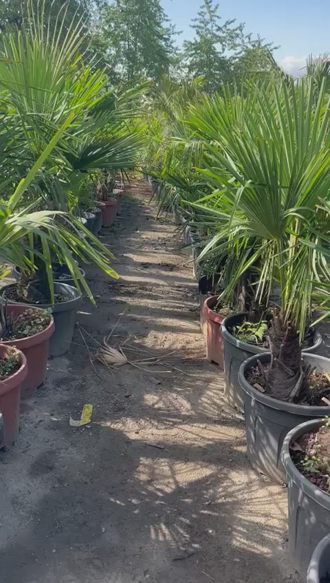 Palme Trachycarpus fortunei Höhe 150 cm Winterhart -19 Grad Stamm 30-40cm