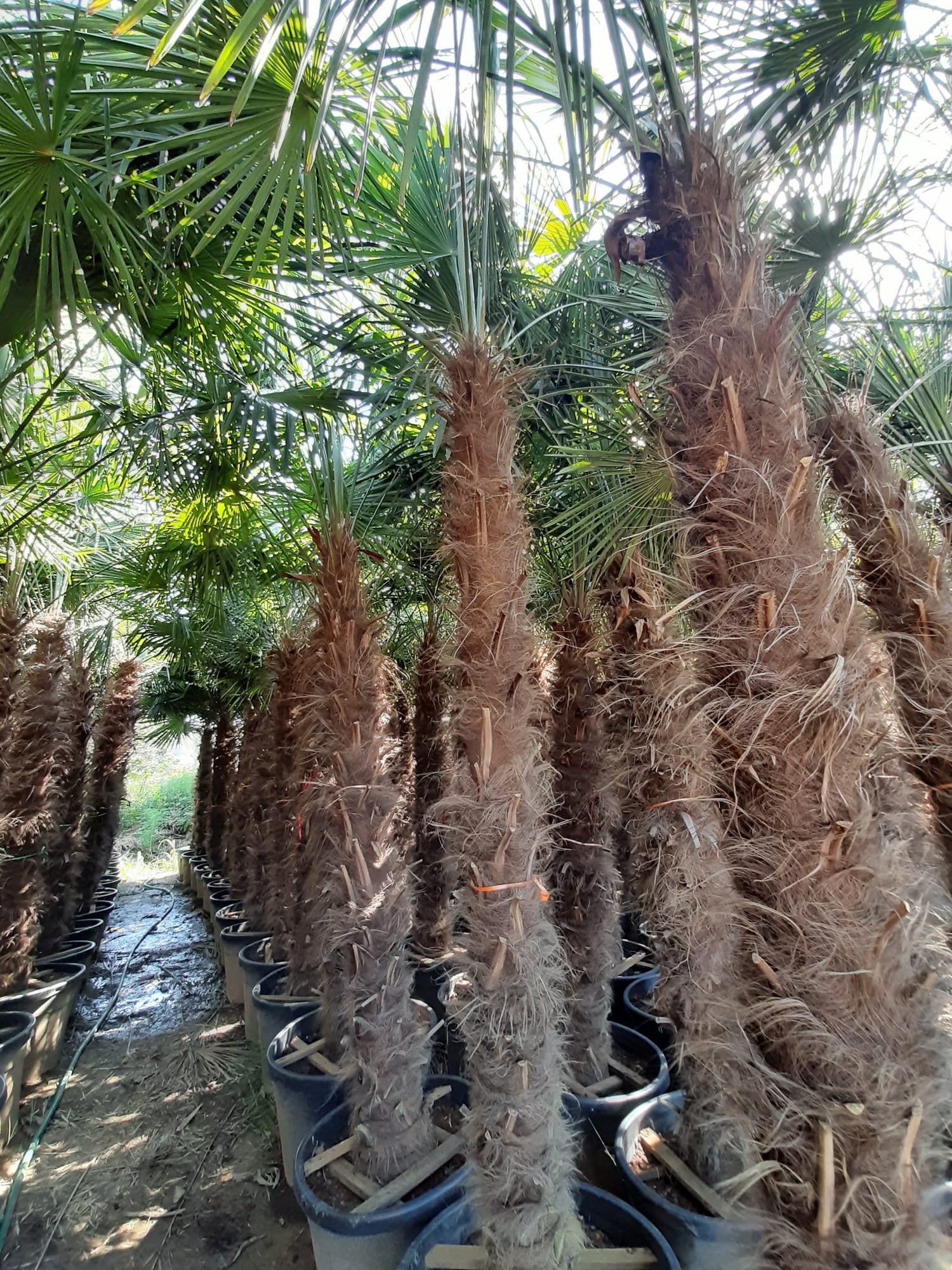 PALME TRACHYCARPUS FORTUNEI HÖHE 400CM WINTERHART -19 GRAD Stamm 220 cm XL Direkt aus Griechenland