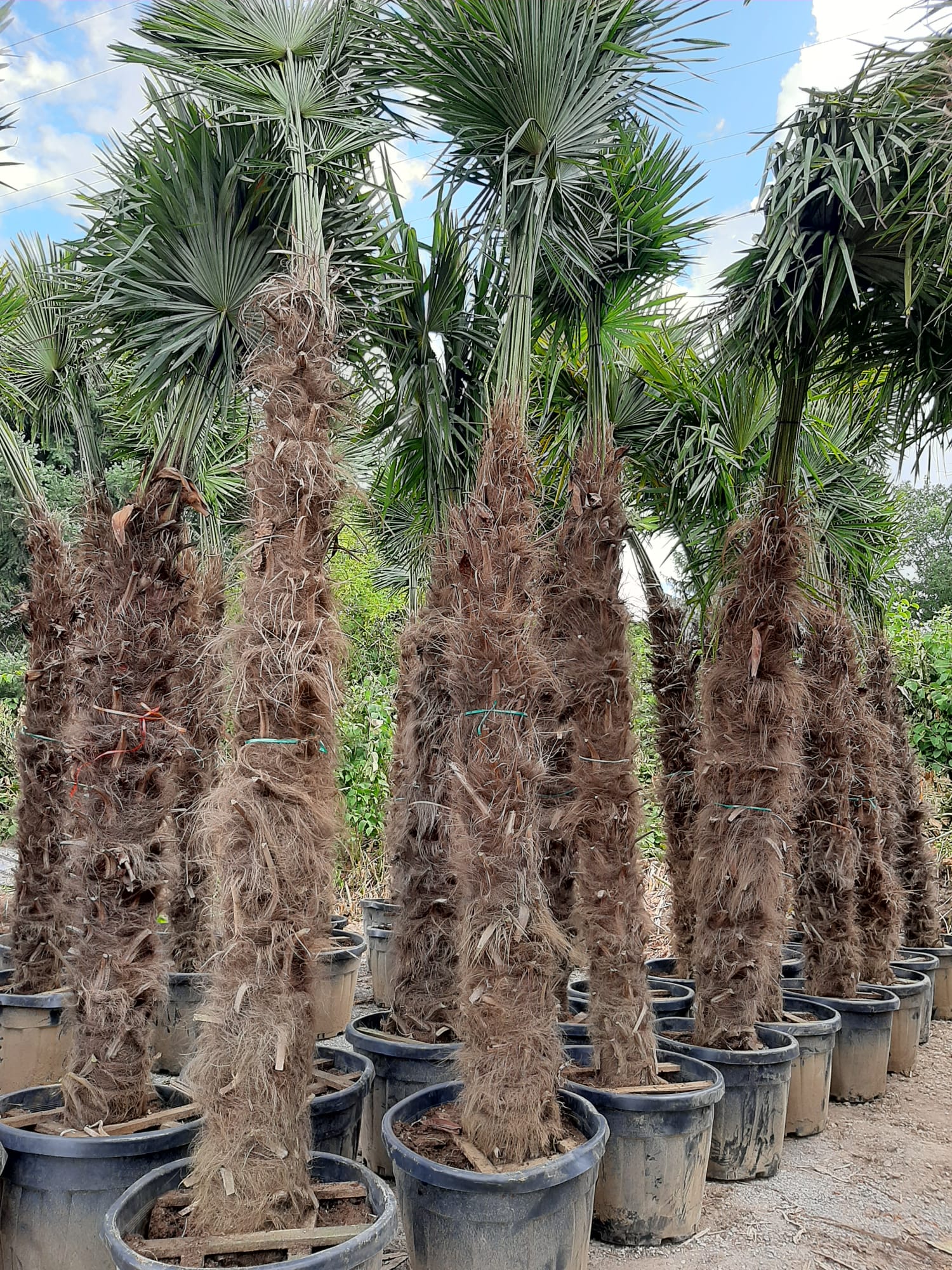 PALME TRACHYCARPUS FORTUNEI HÖHE 400CM WINTERHART -19 GRAD Stamm 220 cm XL Direkt aus Griechenland