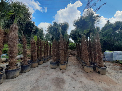 PALME TRACHYCARPUS FORTUNEI HÖHE 400CM WINTERHART -19 GRAD Stamm 220 cm XL Direkt aus Griechenland