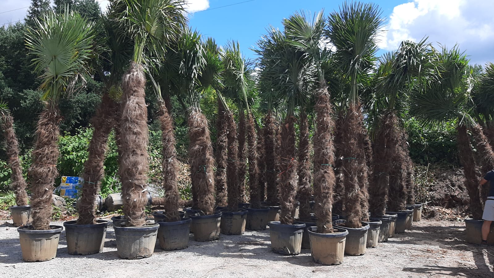 PALME TRACHYCARPUS FORTUNEI HÖHE 400CM WINTERHART -19 GRAD Stamm 220 cm XL Direkt aus Griechenland