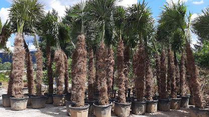 PALME TRACHYCARPUS FORTUNEI HÖHE 400CM WINTERHART -19 GRAD Stamm 220 cm XL Direkt aus Griechenland