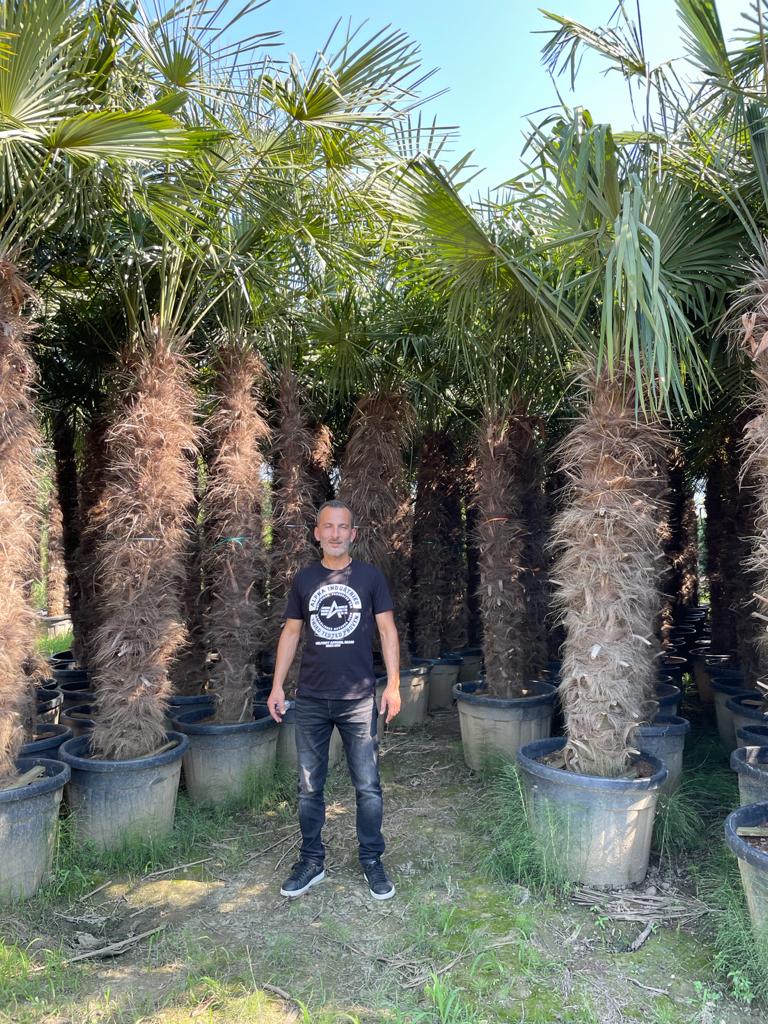 PALME TRACHYCARPUS FORTUNEI HÖHE 400CM WINTERHART -19 GRAD Stamm 220 cm XL Direkt aus Griechenland