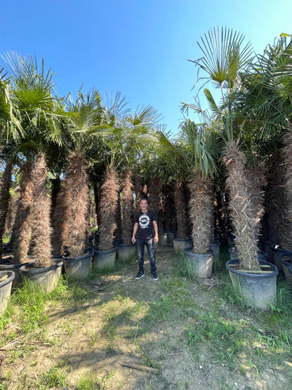 PALME TRACHYCARPUS FORTUNEI HÖHE 400CM WINTERHART -19 GRAD Stamm 220 cm XL Direkt aus Griechenland