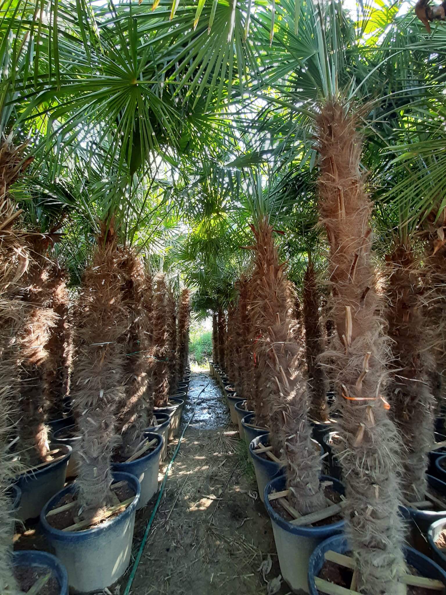 PALME TRACHYCARPUS FORTUNEI HÖHE 400CM WINTERHART -19 GRAD Stamm 220 cm XL Direkt aus Griechenland