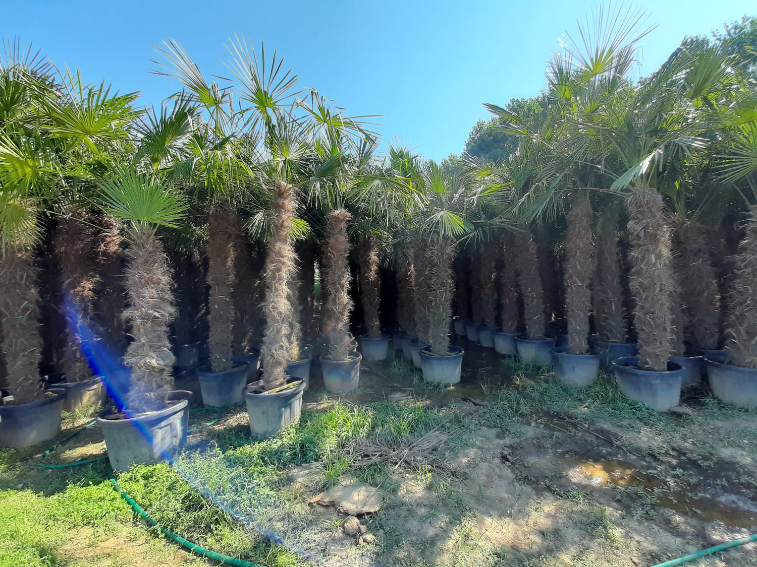 PALME TRACHYCARPUS FORTUNEI HÖHE 400CM WINTERHART -19 GRAD Stamm 220 cm XL Direkt aus Griechenland