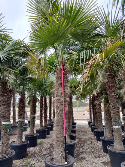 PALME TRACHYCARPUS FORTUNEI HÖHE 400CM WINTERHART -19 GRAD Stamm 220 cm XL Direkt aus Griechenland