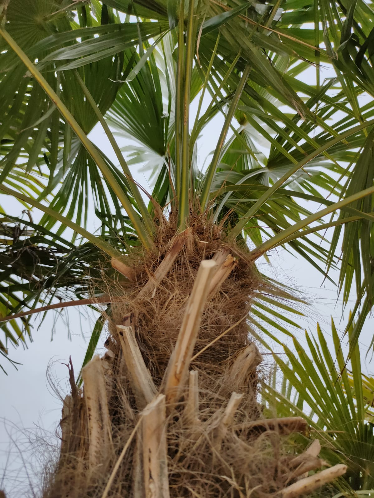 PALME TRACHYCARPUS FORTUNEI HÖHE 400CM WINTERHART -19 GRAD Stamm 220 cm XL Direkt aus Griechenland