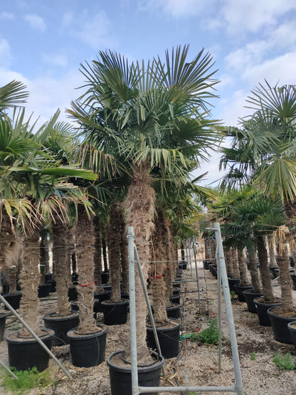 PALME TRACHYCARPUS FORTUNEI HÖHE 400CM WINTERHART -19 GRAD Stamm 220 cm XL Direkt aus Griechenland