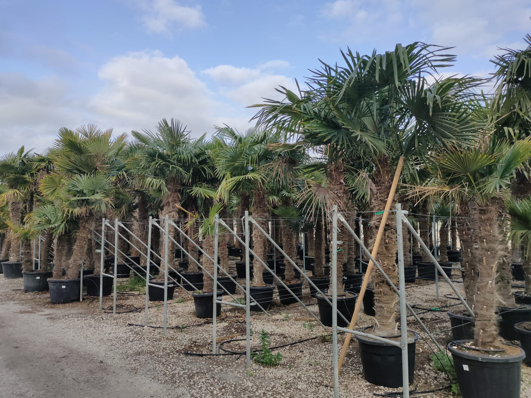 PALME TRACHYCARPUS FORTUNEI HÖHE 400CM WINTERHART -19 GRAD Stamm 220 cm XL Direkt aus Griechenland