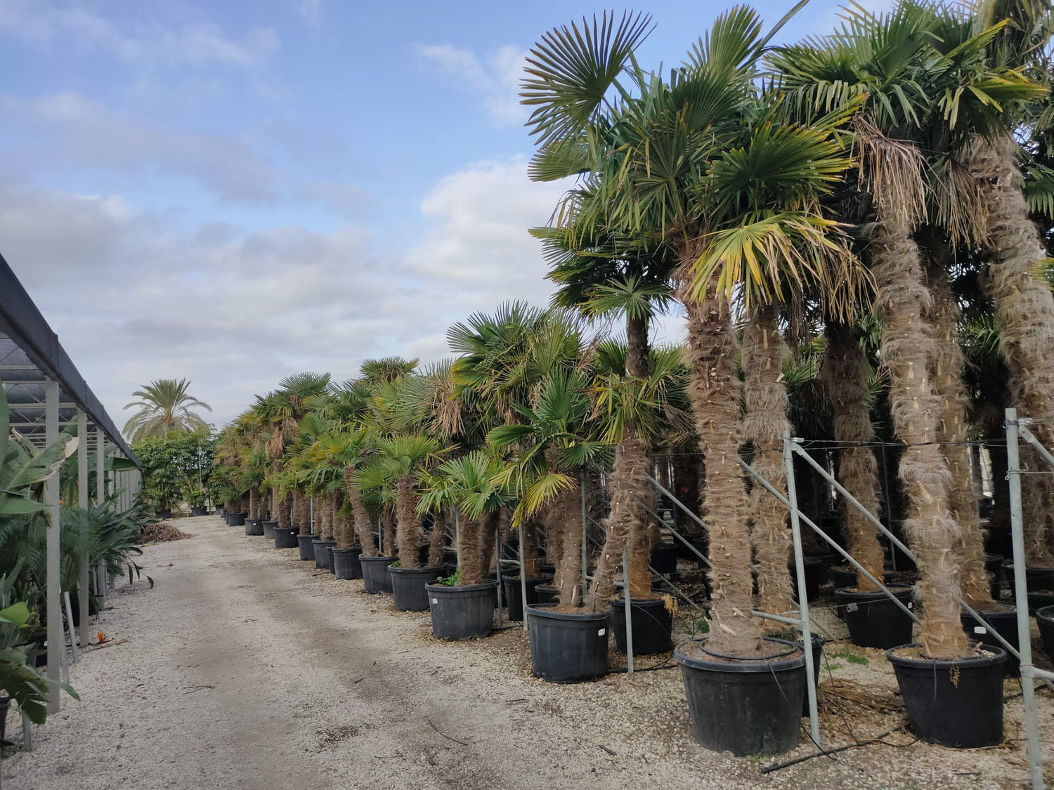 PALME TRACHYCARPUS FORTUNEI HÖHE 400CM WINTERHART -19 GRAD Stamm 220 cm XL Direkt aus Griechenland