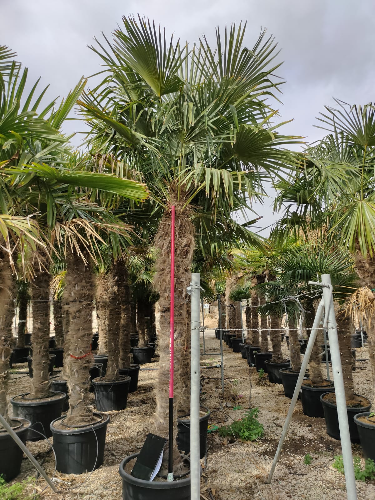 PALME TRACHYCARPUS FORTUNEI HÖHE 400CM WINTERHART -19 GRAD Stamm 220 cm XL Direkt aus Griechenland