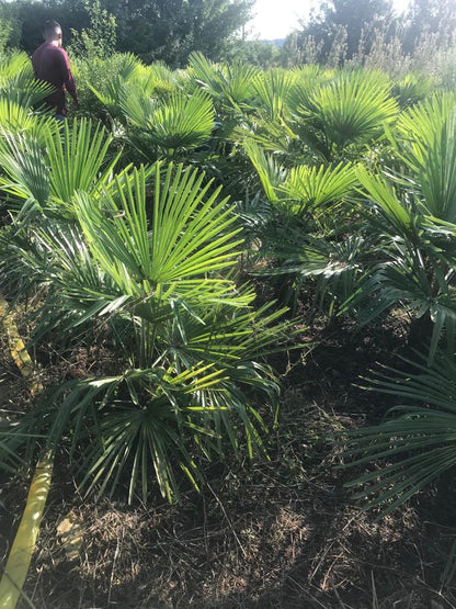 PALME TRACHYCARPUS FORTUNEI HÖHE 120CM WINTERHART -19 GRAD Stamm 20cm