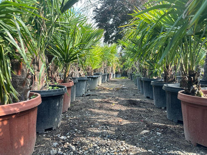 Palme Trachycarpus fortunei Höhe 160 cm Winterhart -19 Grad Stamm 30/40cm