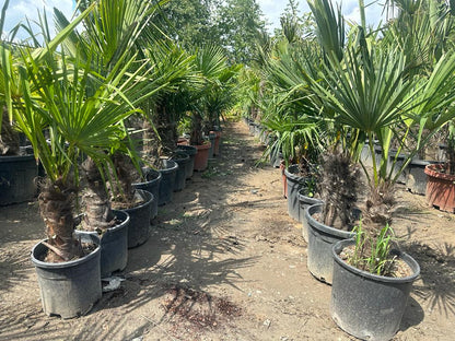 Palme Trachycarpus fortunei Höhe 140 cm Winterhart -19 Grad Stamm 30cm