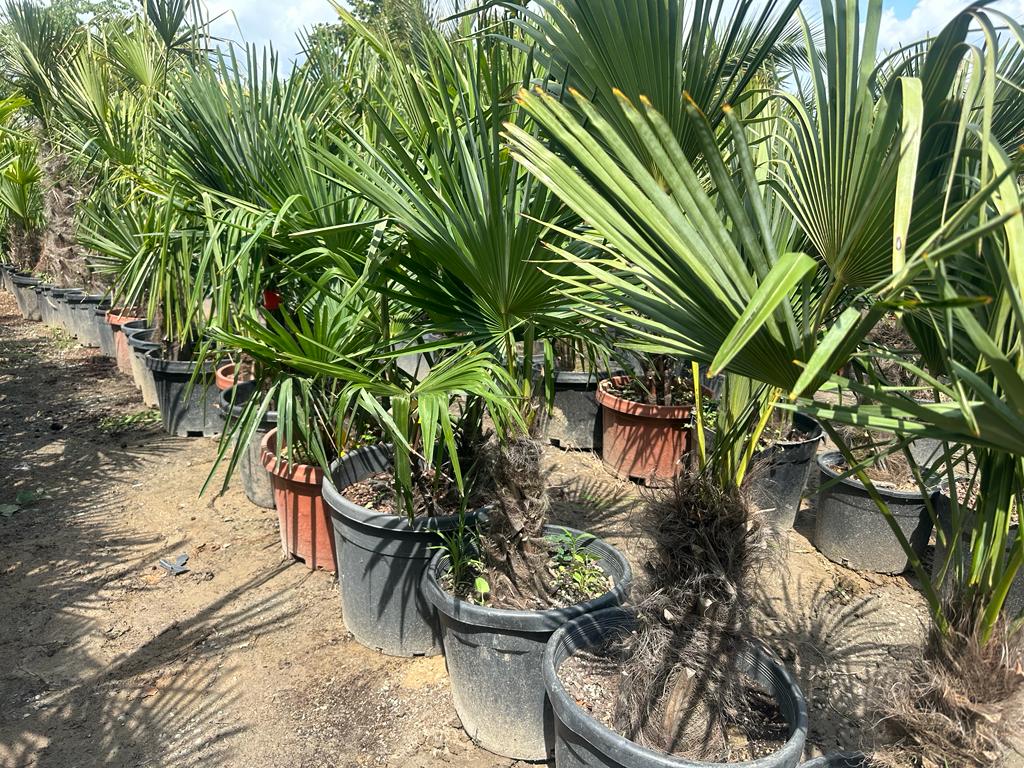 Palme Trachycarpus fortunei Höhe 140 cm Winterhart -19 Grad Stamm 30cm