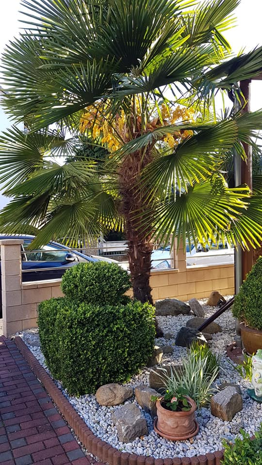 PALME TRACHYCARPUS FORTUNEI HÖHE 400CM WINTERHART -19 GRAD Stamm 220 cm XL Direkt aus Griechenland