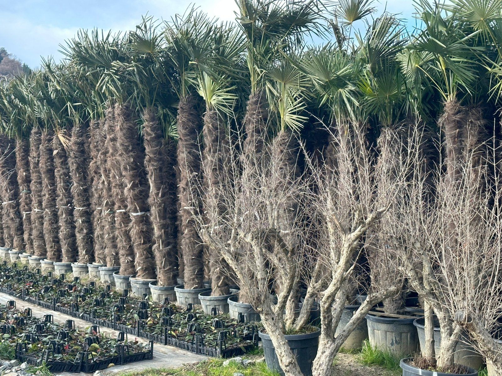 PALME TRACHYCARPUS FORTUNEI HÖHE 6 Meter WINTERHART -19 GRAD Stamm 400 cm XL Direkt aus Spanien