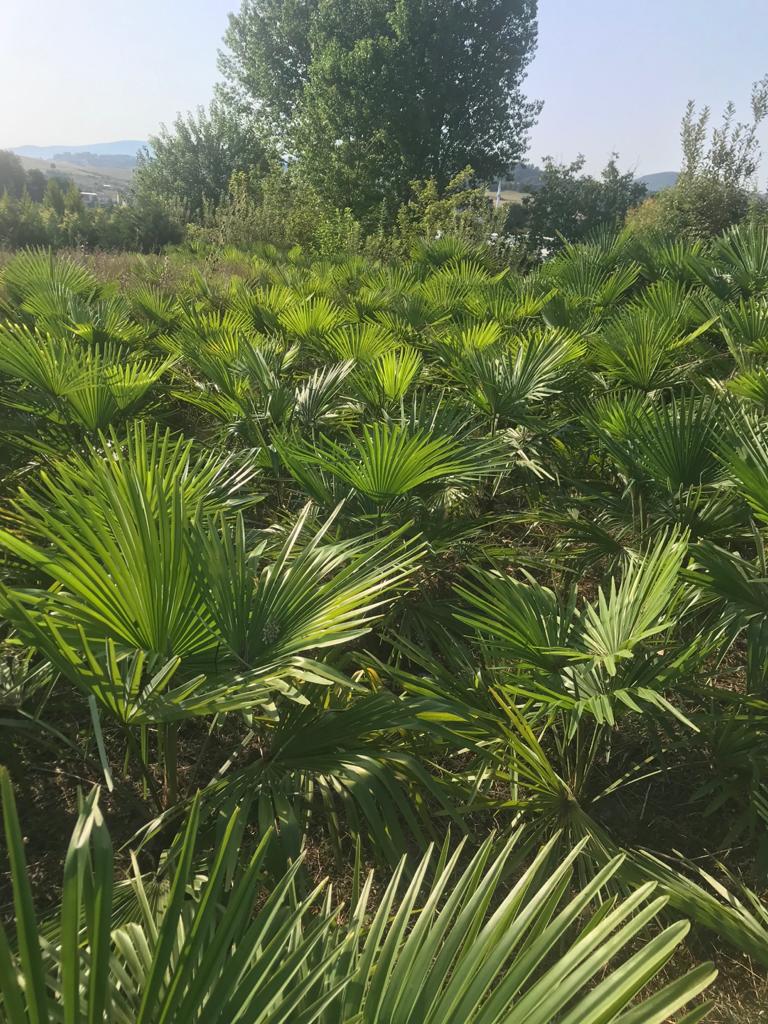 PALME TRACHYCARPUS FORTUNEI HÖHE 120CM WINTERHART -19 GRAD Stamm 20cm