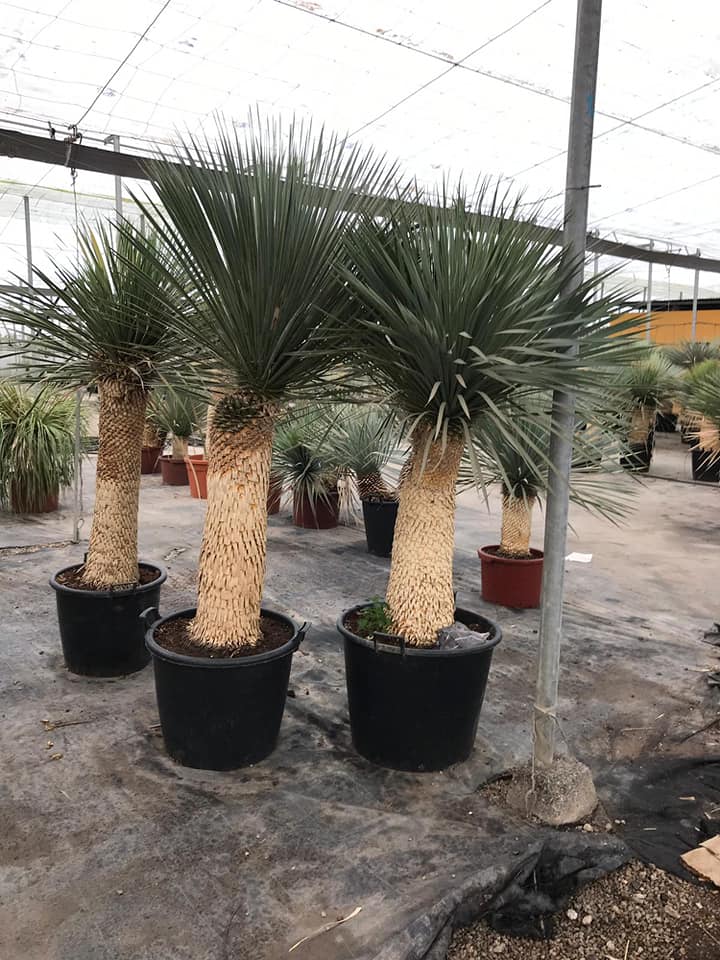 Yucca Rostrata ca.200cm Winterhart bis -19 Grad Premium Qualität blaue Palmlilie