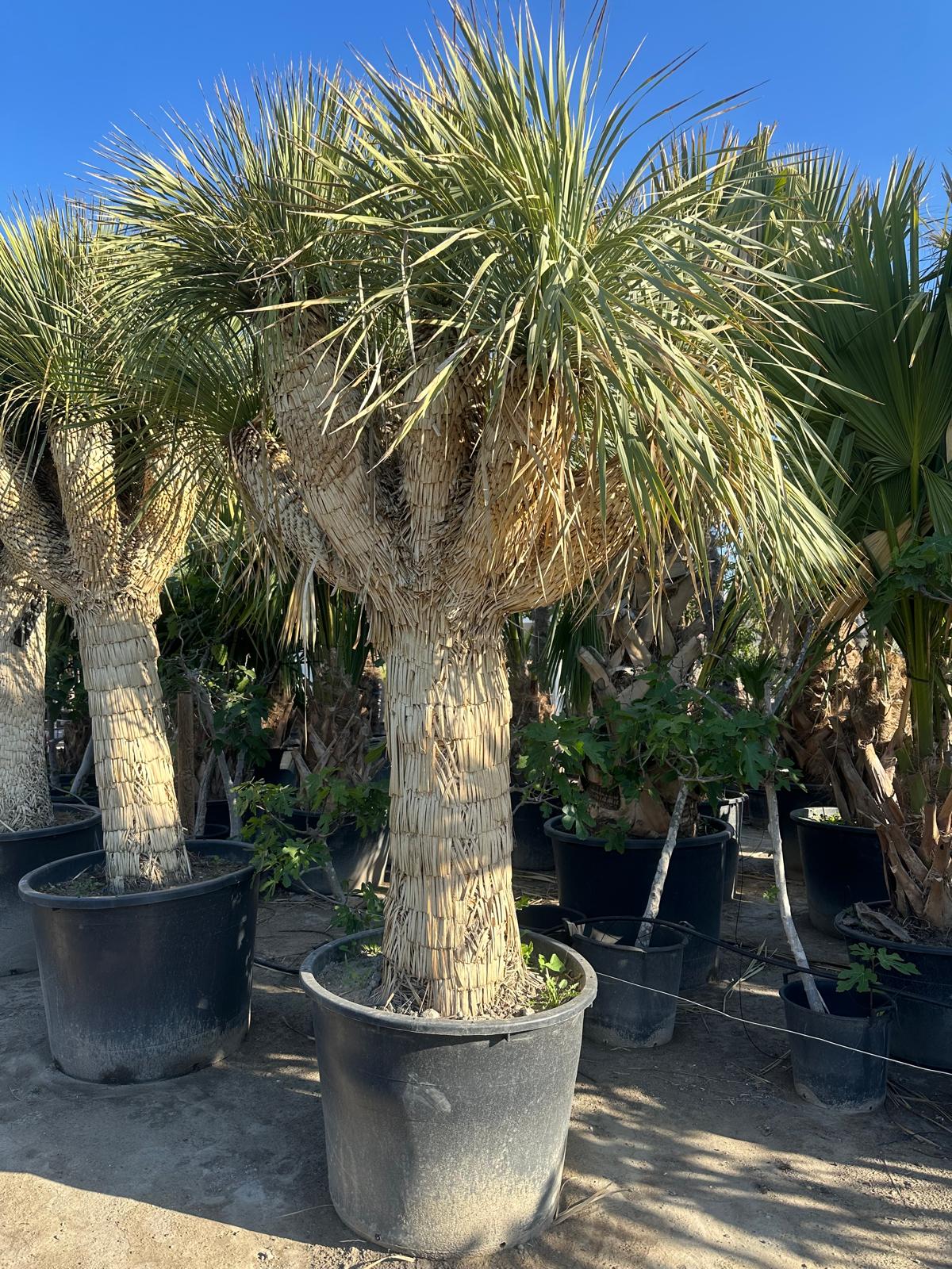 Yucca Rostrata ca.400cm Winterhart bis -19 Grad Premium Qualität blaue Palmlilie Einzelstück