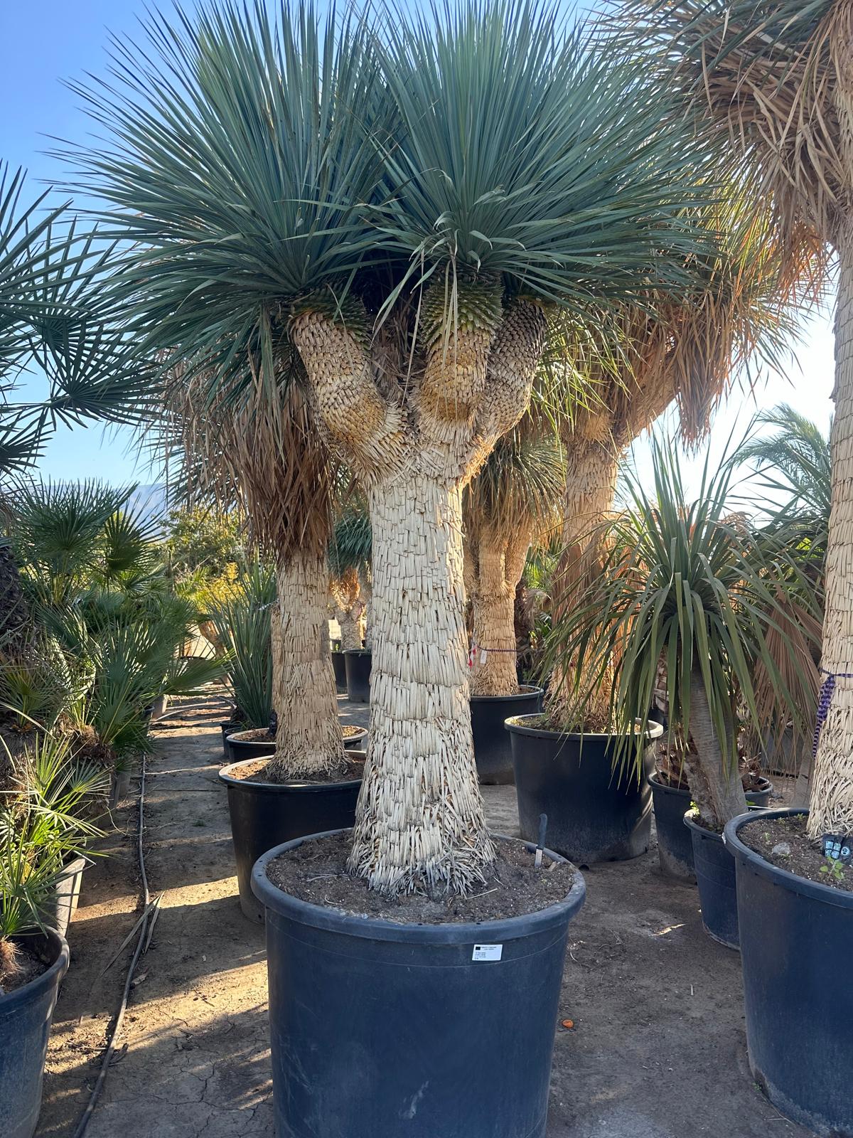 Yucca Rostrata ca.400cm Winterhart bis -19 Grad Premium Qualität blaue Palmlilie Einzelstück