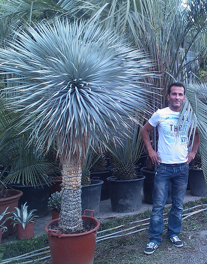 Yucca Rostrata ca.200cm Winterhart bis -19 Grad Premium Qualität blaue Palmlilie