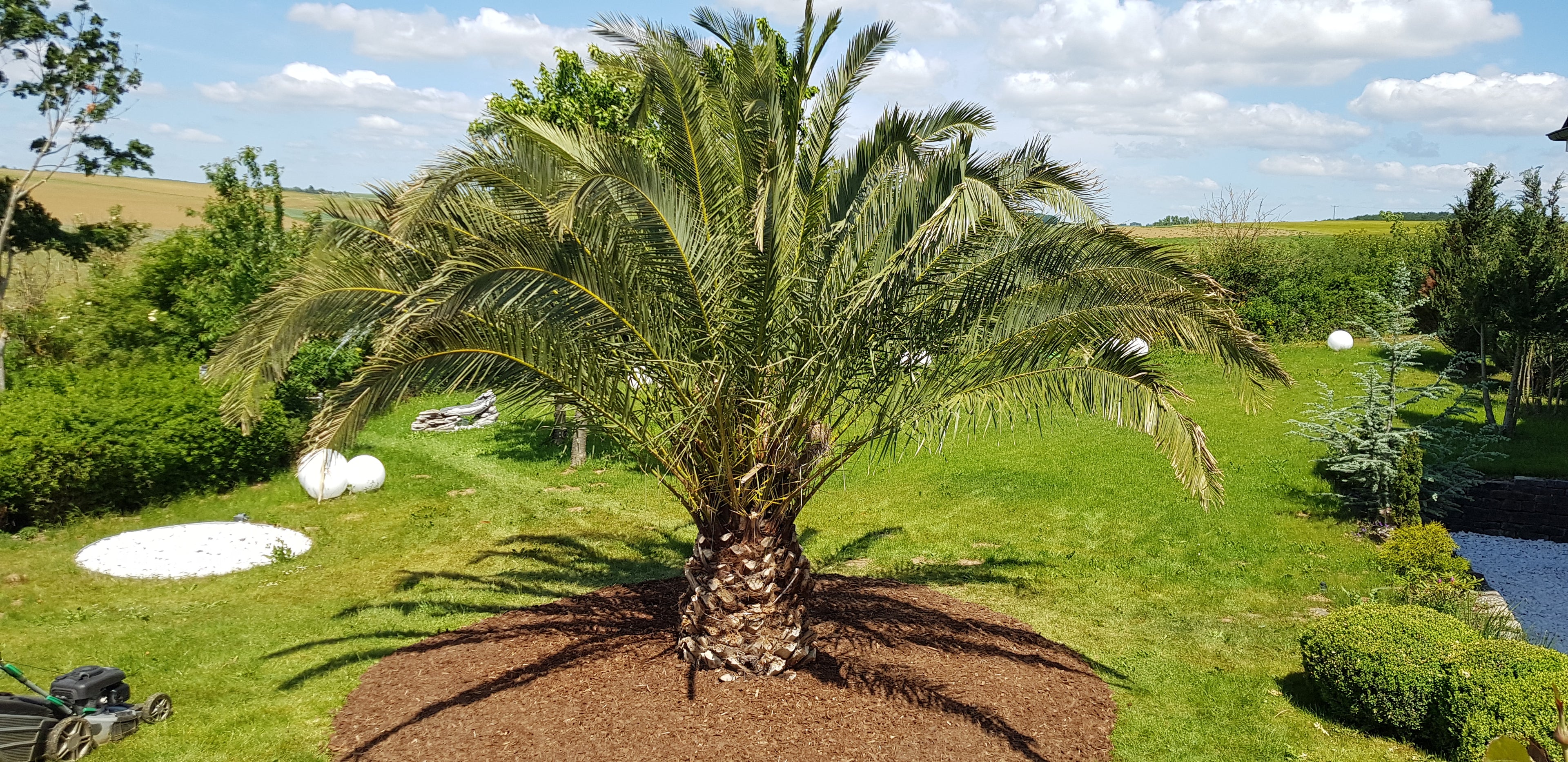 Palme Phoenix Canariensis HÖHE 6 Meter Winterhart -12 Grad Dattelpalme Premium