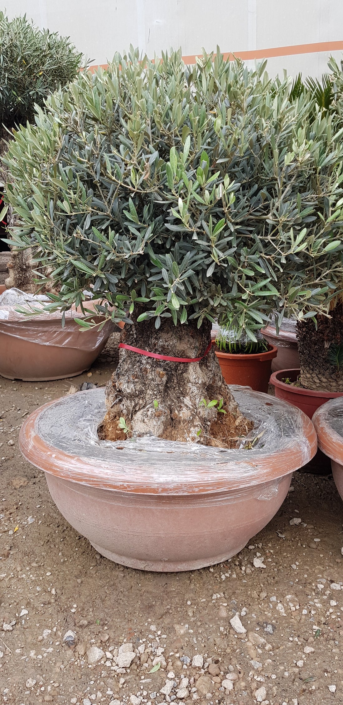 Olivenbaum Bonsai 100 Jahre Alt Winterhart bis -18 Höhe ca. 150 cm Olea Europaea TOP ANGEBOT!!!