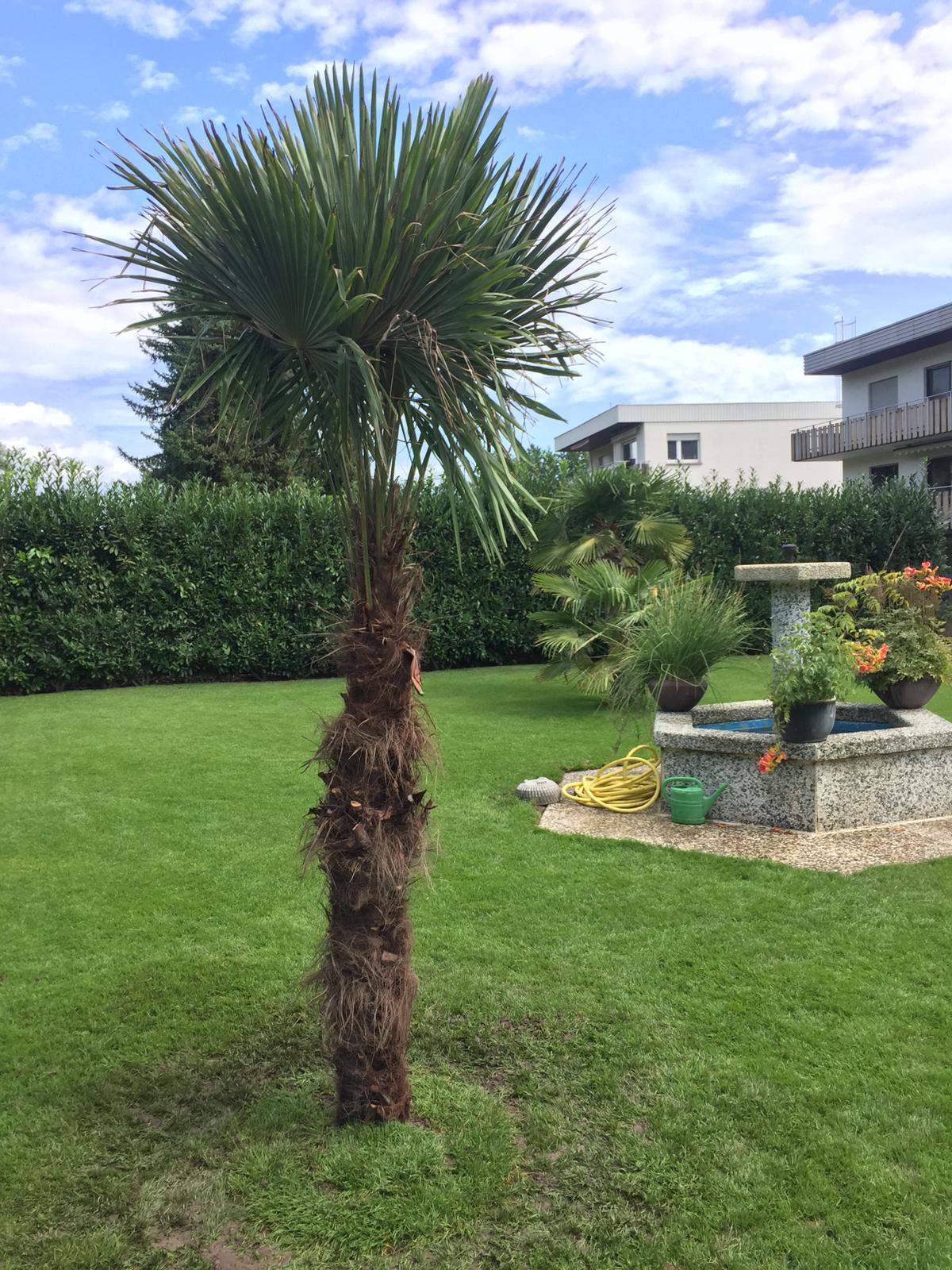 PALME TRACHYCARPUS FORTUNEI HÖHE 260CM WINTERHART -19 GRAD Stamm 1,20 Meter