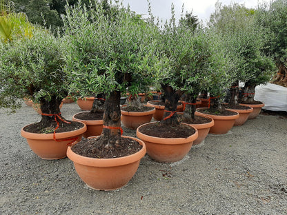 Olivenbaum Bonsai 100 Jahre Alt Winterhart bis -18 Höhe ca. 150 cm Olea Europaea TOP ANGEBOT!!!