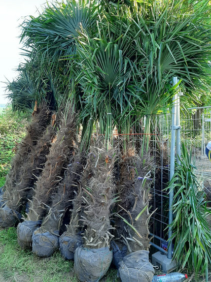 PALME TRACHYCARPUS FORTUNEI HÖHE 260CM WINTERHART -19 GRAD Stamm 1,20 Meter