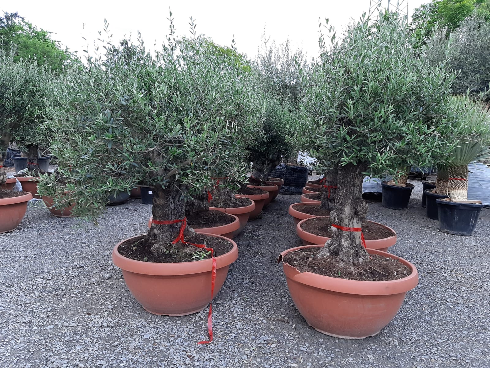 Olivenbaum Bonsai 100 Jahre Alt Winterhart bis -18 Höhe ca. 160 cm Olea Europaea TOP ANGEBOT!!!