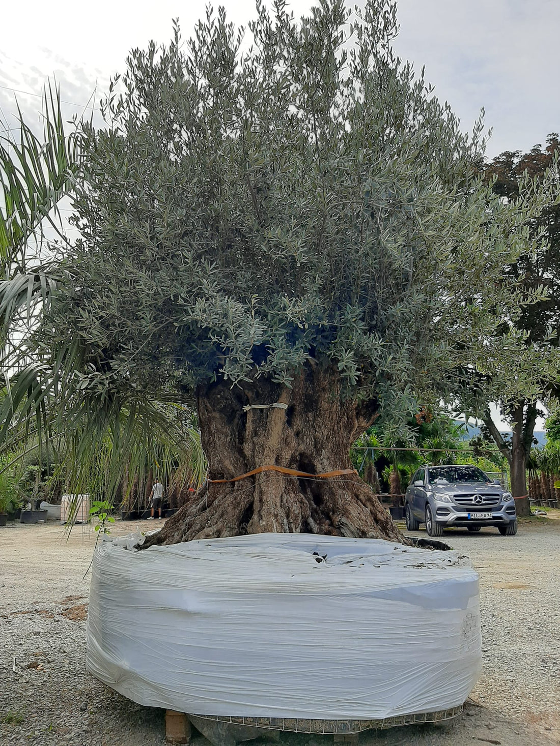 Olivenbaum XXL 500 Jahre Alter schöner knorriger Stamm Olea Europaea Highlight