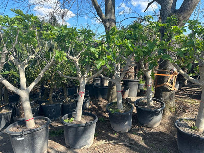 Feigenbaum XL 2,20 Meter Höhe Premium Qualität aus Spanien Ficus Carica