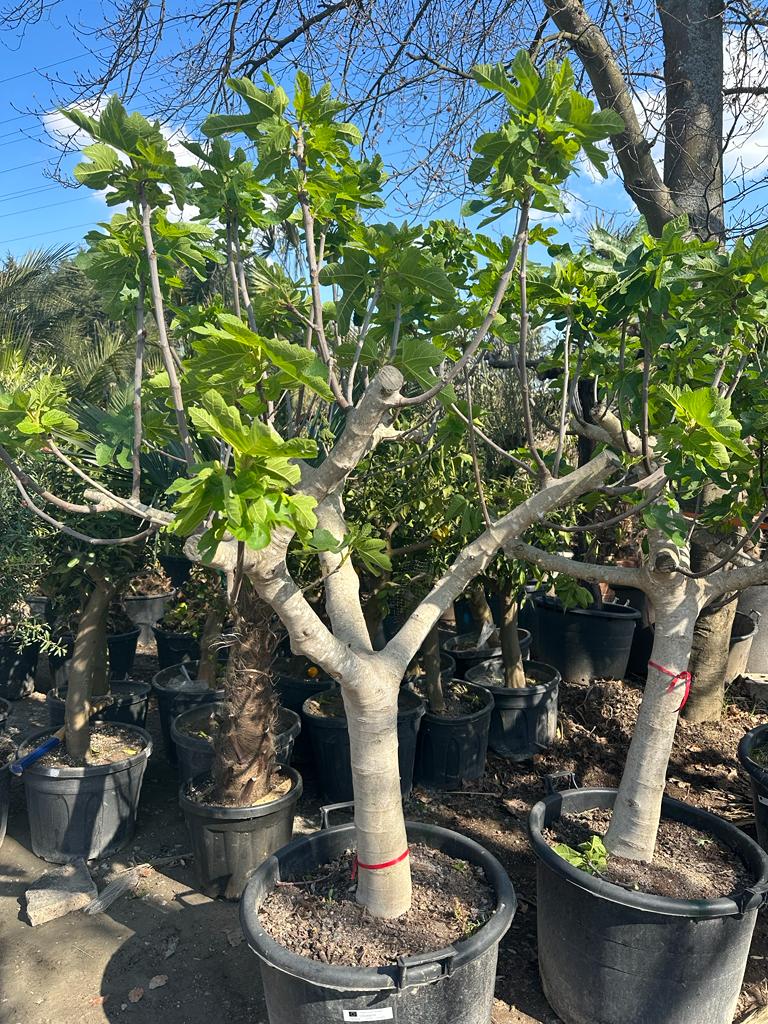 Feigenbaum XL 2,20 Meter Höhe Premium Qualität aus Spanien Ficus Carica