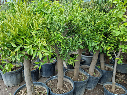 Mandarinenbaum 30/40 mandarine H:160-180 cm Premium Qualität aus Griechenland