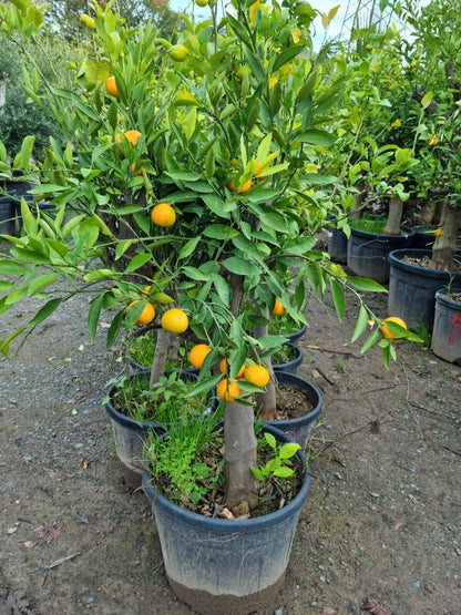 Mandarinenbaum 30/40 mandarine H:160-180 cm Premium Qualität aus Griechenland