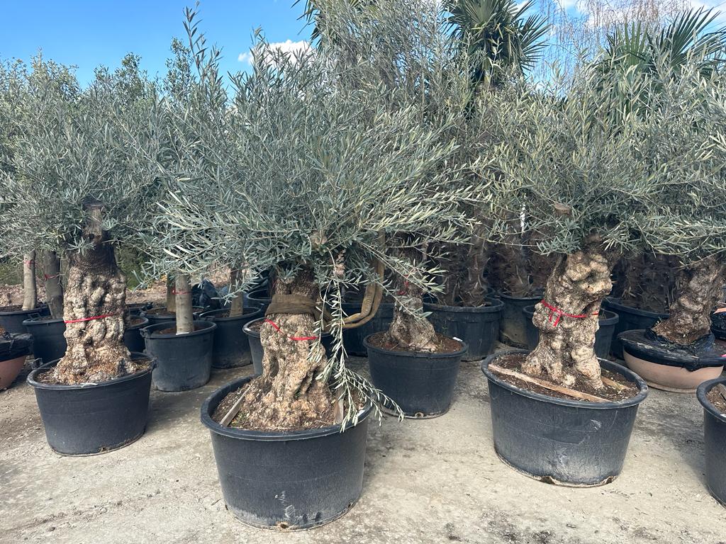 Olivenbaum Gordal150 Jahre Alt Winterhart bis -18 Höhe ca. 250 cm Olea Europaea Premium Qualität