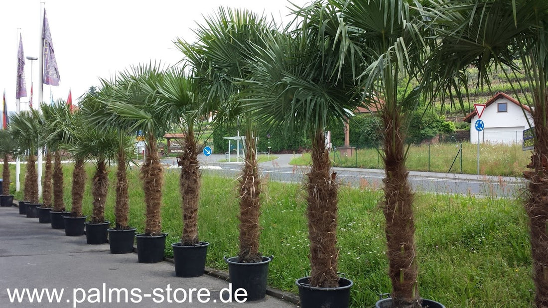 PALME TRACHYCARPUS FORTUNEI HÖHE 270CM WINTERHART -19 GRAD Stamm 1,30 Meter