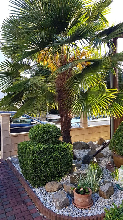 PALME TRACHYCARPUS FORTUNEI HÖHE 260CM WINTERHART -19 GRAD Stamm 1,20 Meter