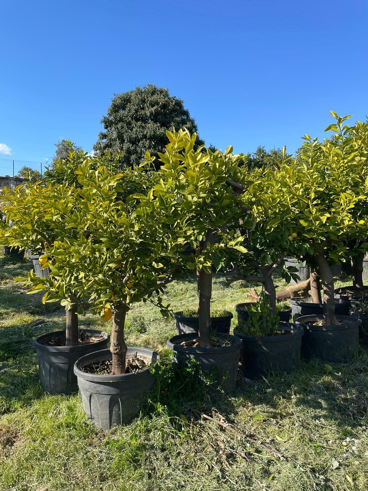 Zitronenbaum 30/40 Zitrone H:160 cm Premium Qualität aus Griechenland